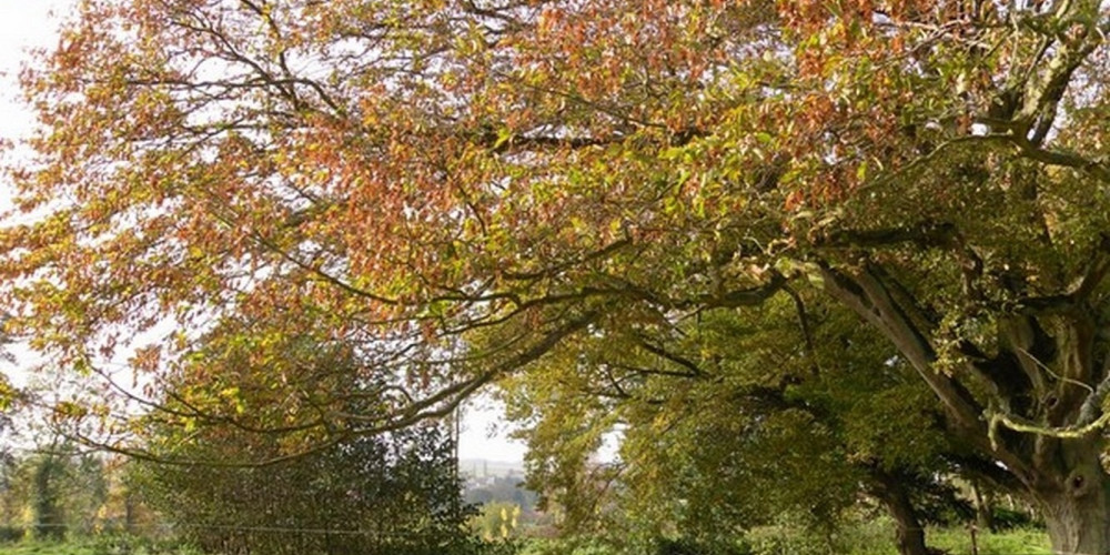 le clos st geoges0014 le clos st geoges0014