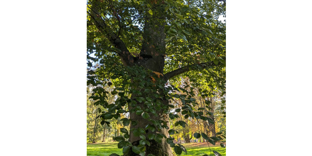 le clos st geogesparc0001 le clos st geogesparc0001