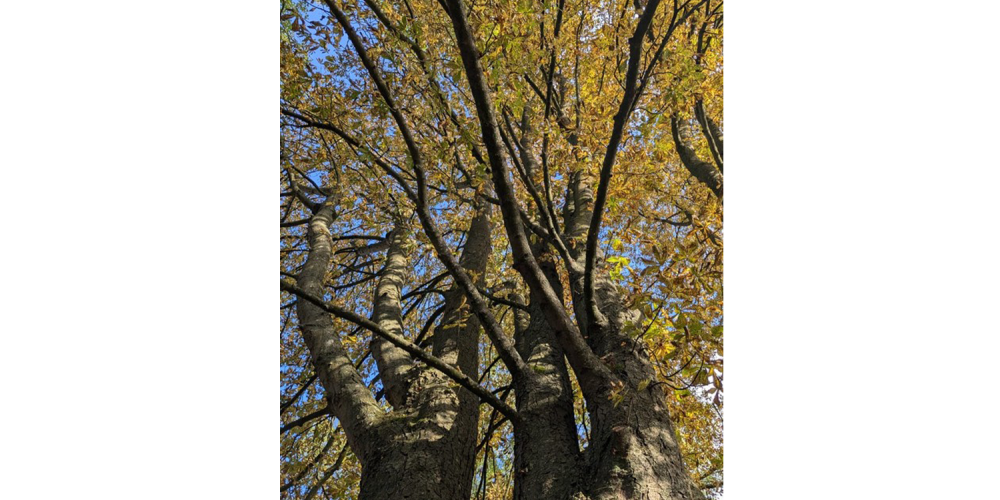 le clos st geogesparc0006 le clos st geogesparc0006